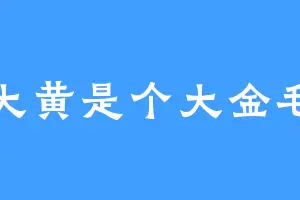 大黄是个大金毛
