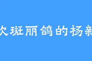 喜欢斑丽鸽的杨新志