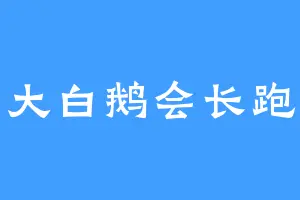 大白鹅会长跑